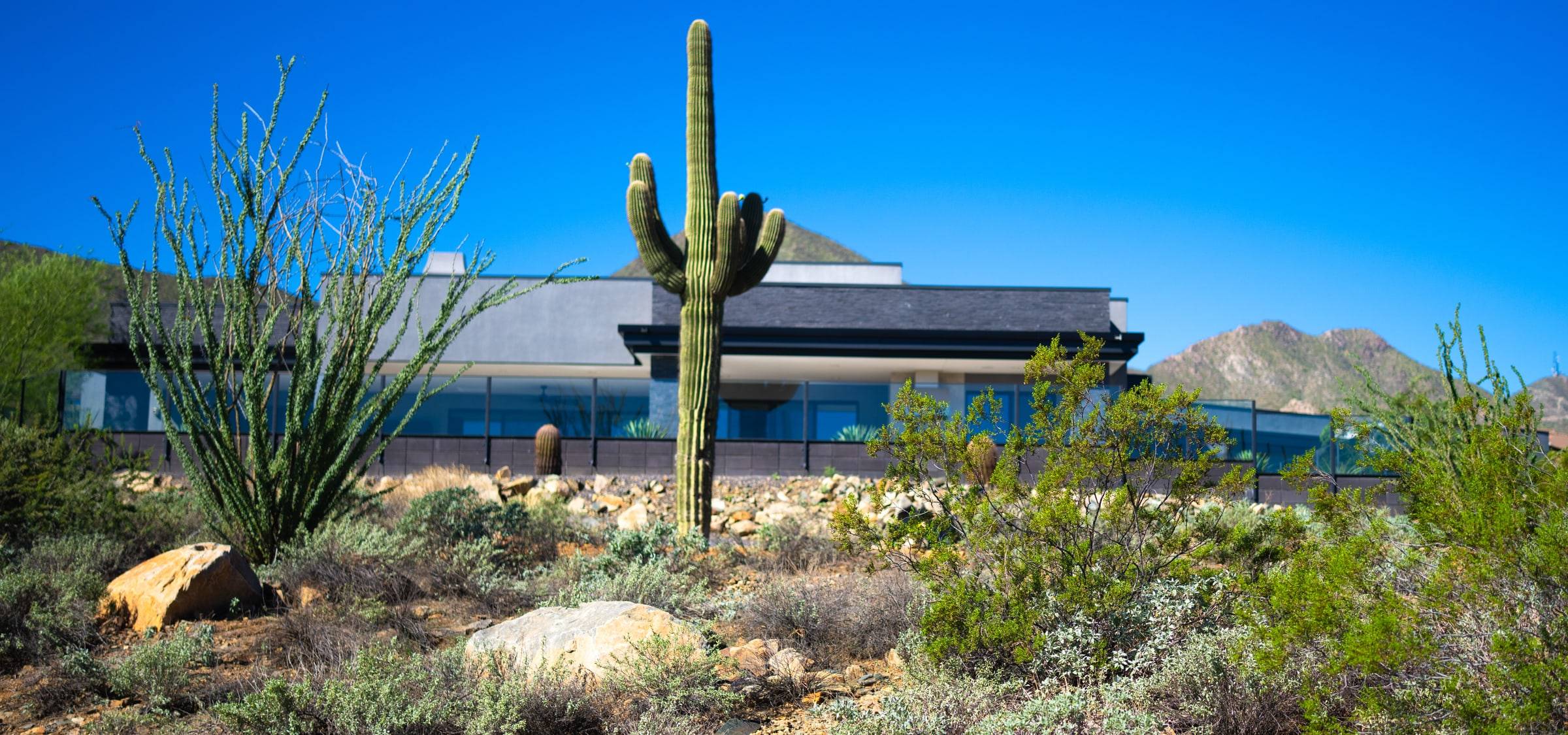 Contemporary flat-roof home with glass facade and saguaro desert setting