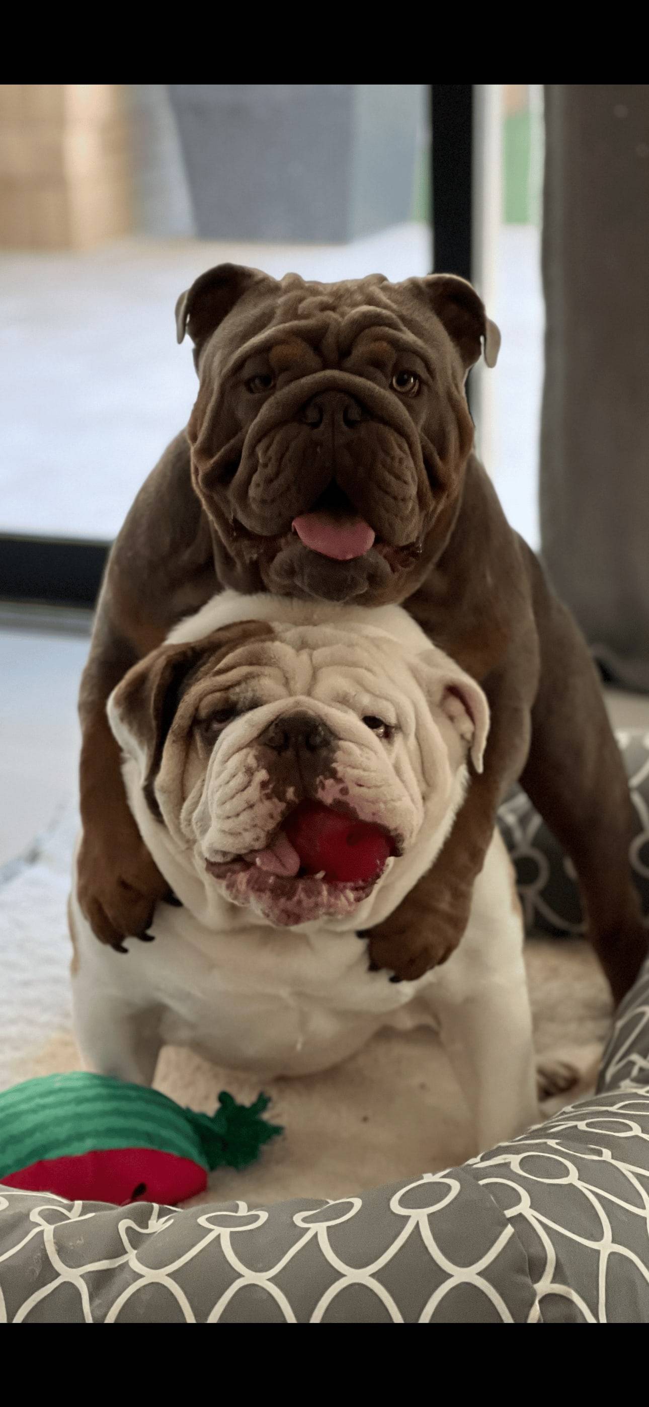 Dak and Wiki - Paw Patrol